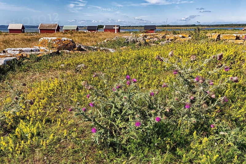 Flowering thistles in a meadow