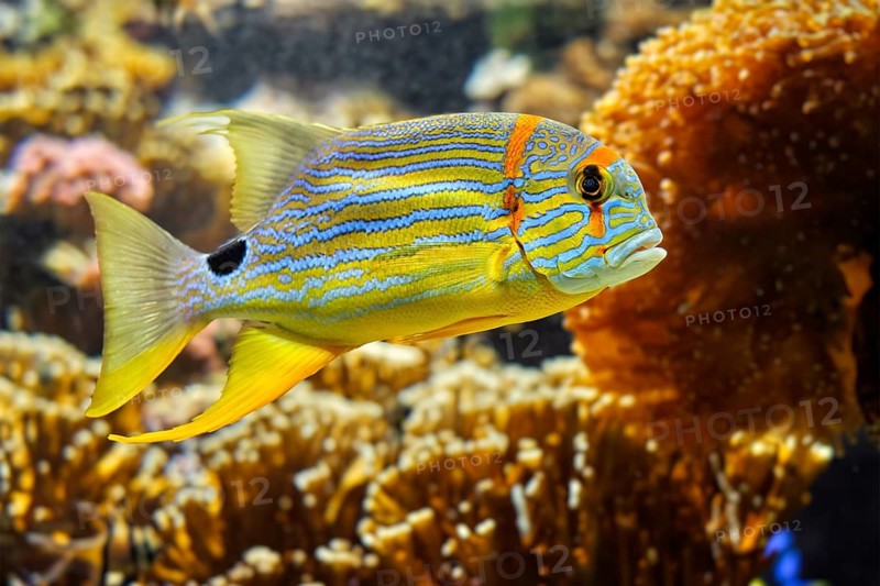 Threadfin Snapper