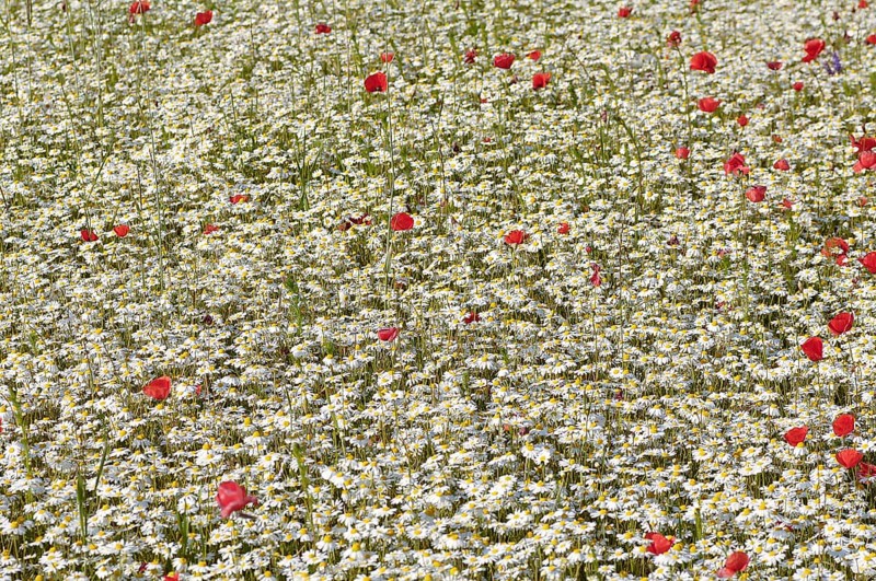 Flowering marguerites