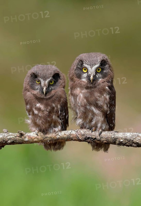 Tengmalm's Owl
