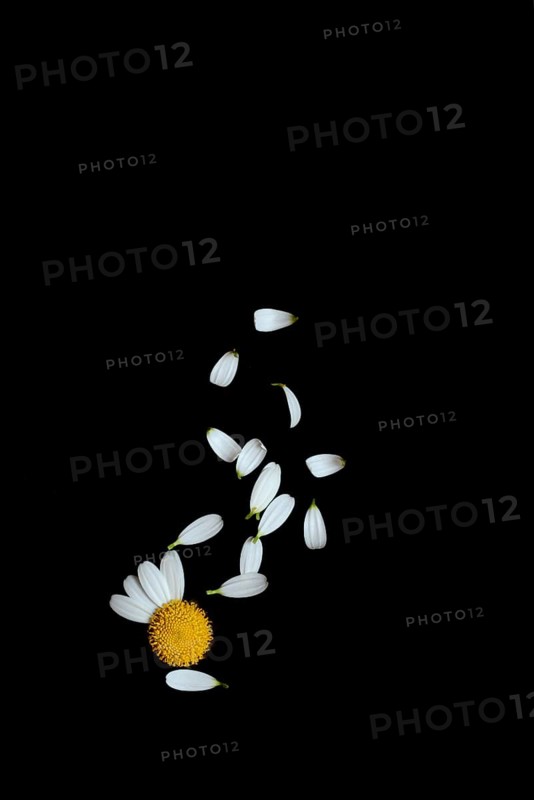 Daisy
