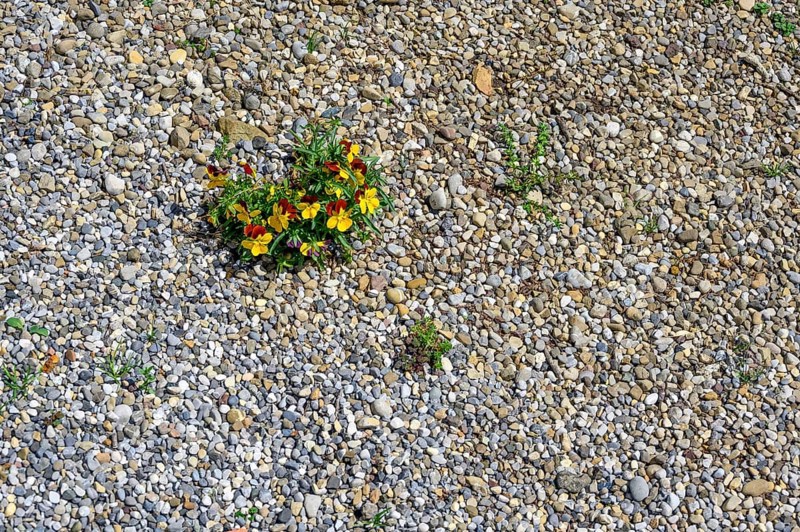 Garden pansy