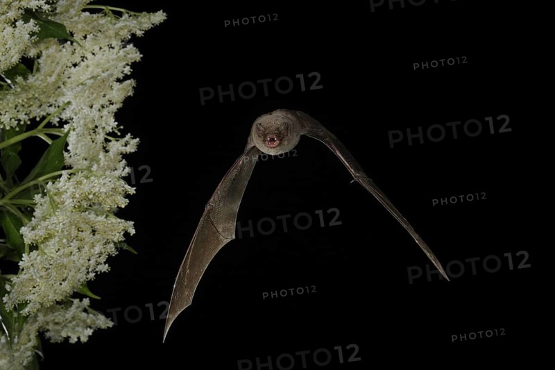 Common bent-wing bat