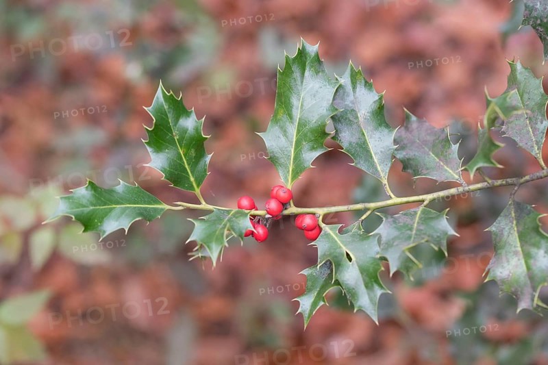 Holly