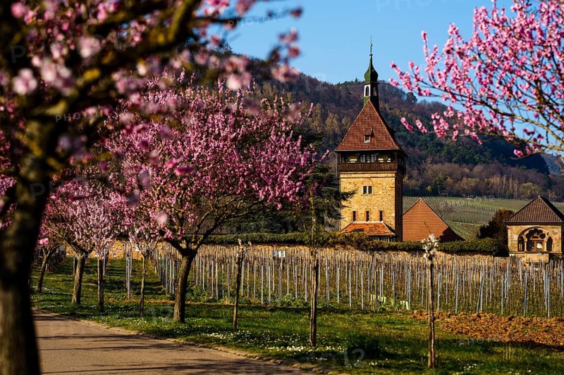 Bluehende Mandelbaeume am Geilweilerhof