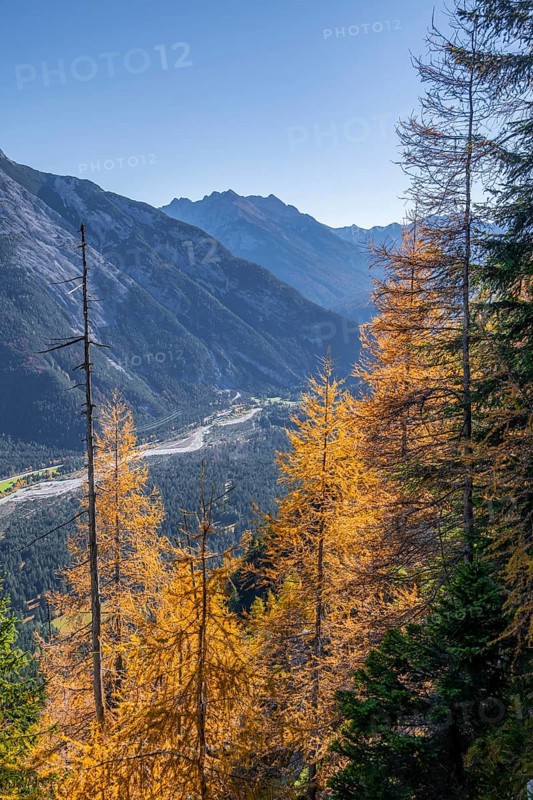 Forest in autumn
