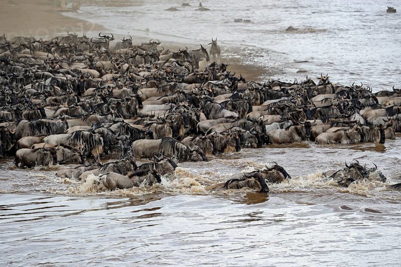 Wildebeest