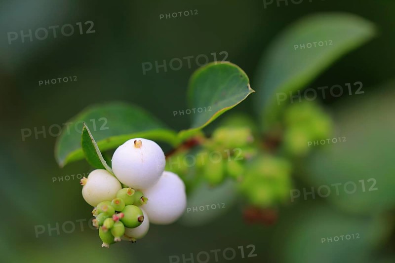 Snowberry