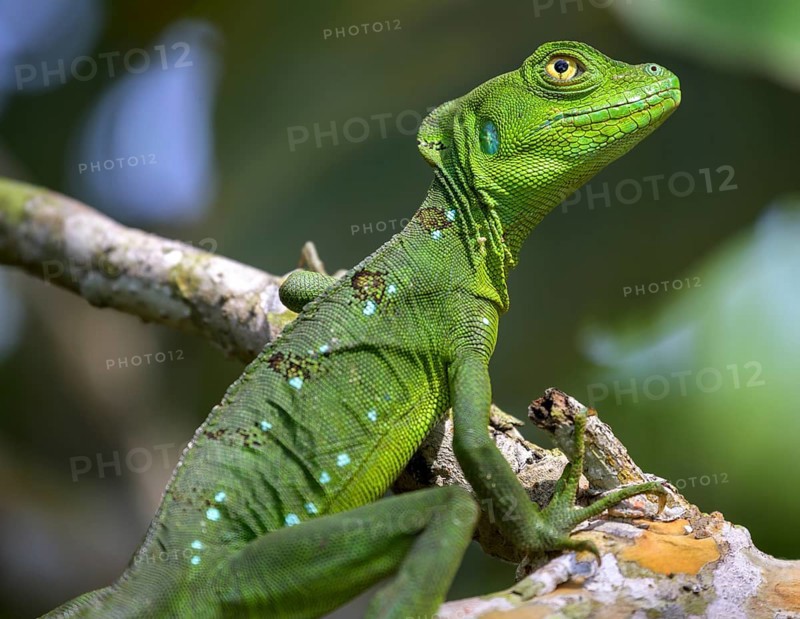 Young female plumed basilisk
