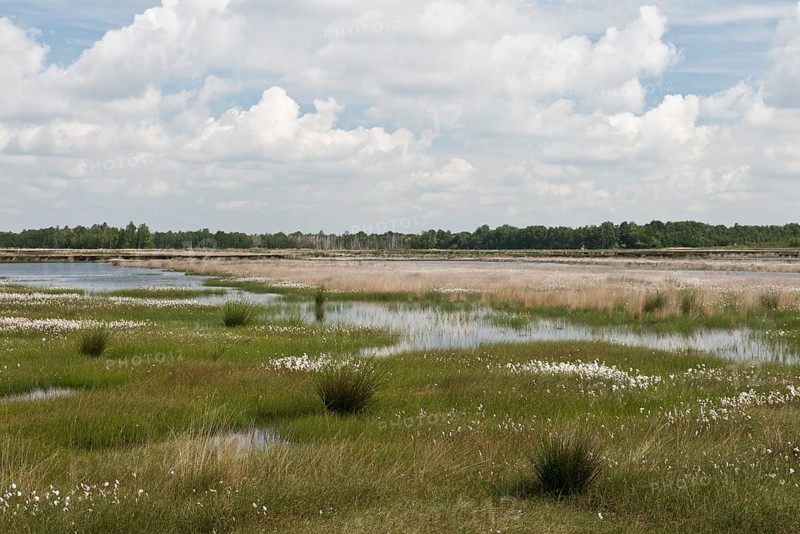 Narrow-leaved cotton grass