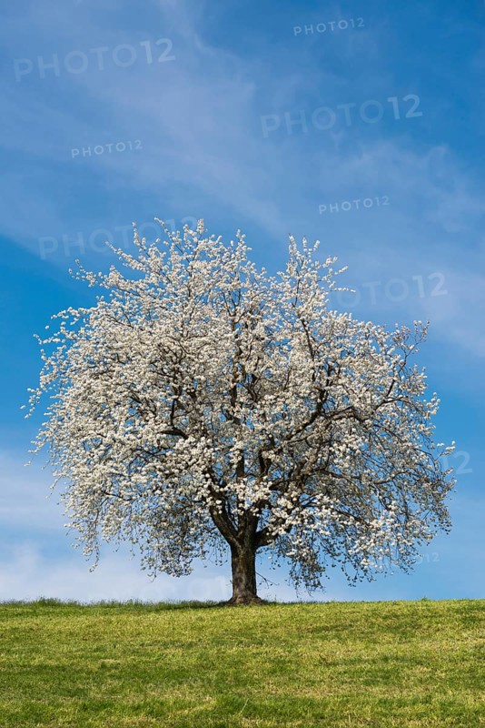 Blossoming cherry tree