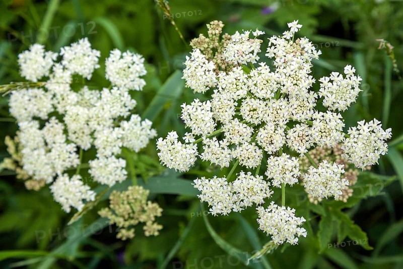 Meadow hogweed