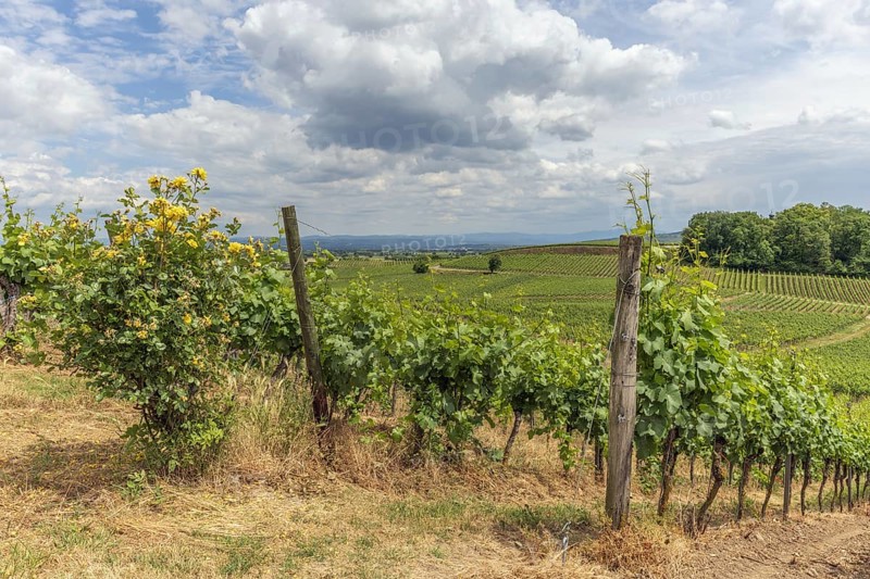Vineyards in Kaiserstuhl in spring. Sasbach am Kaiserstuhl