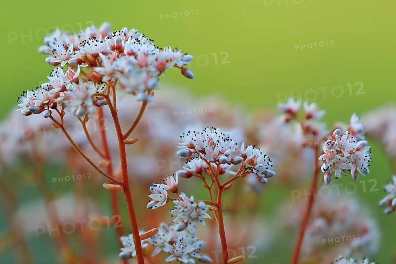 White stonecrop