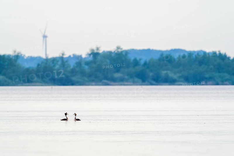 Great Crested Grebe