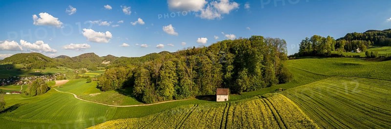 Rape field and forest hut in spring