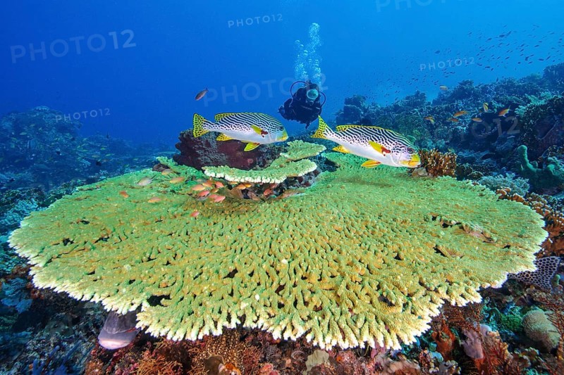 Striped diagonal-banded sweetlip