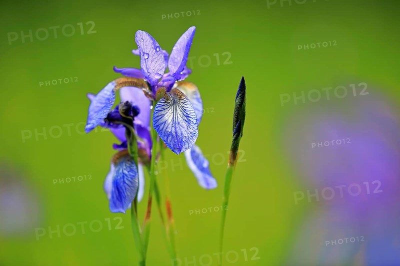 Siberian iris