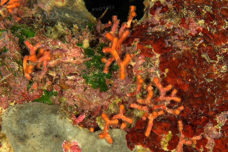 False coral