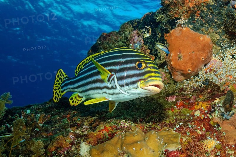 Oriental sweetlips