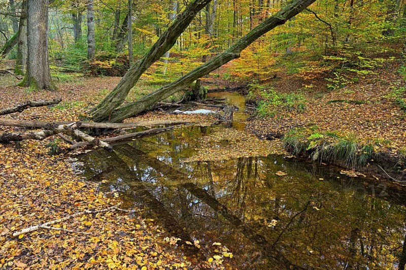 Rotbach in the autumnal Hiesfeld Forest