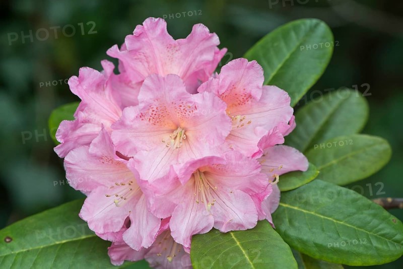 Rhododendron