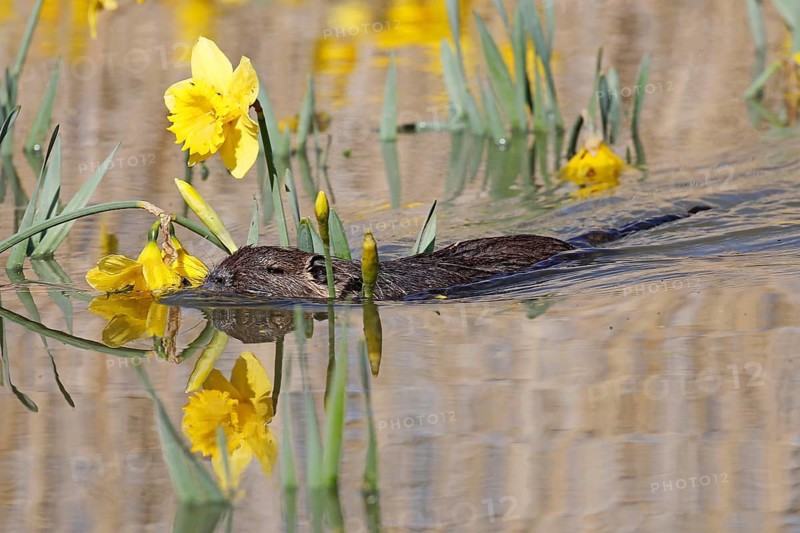 Nutria