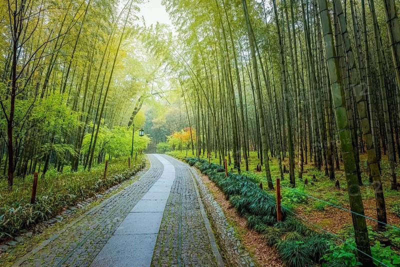 A path in china with bamboo trees