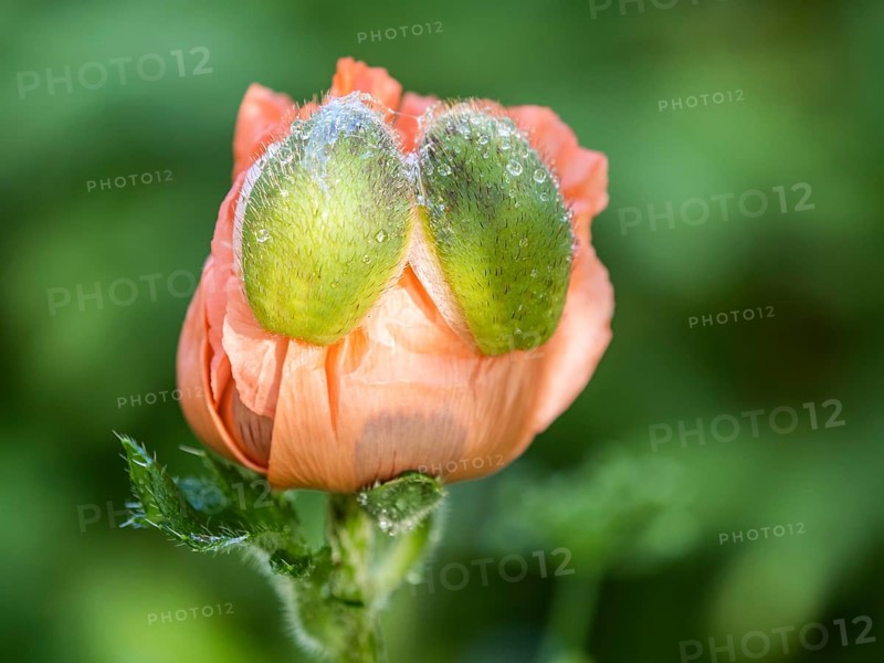 Oriental poppy