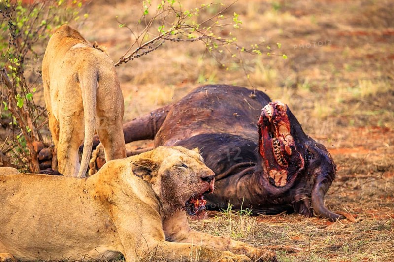 Lion