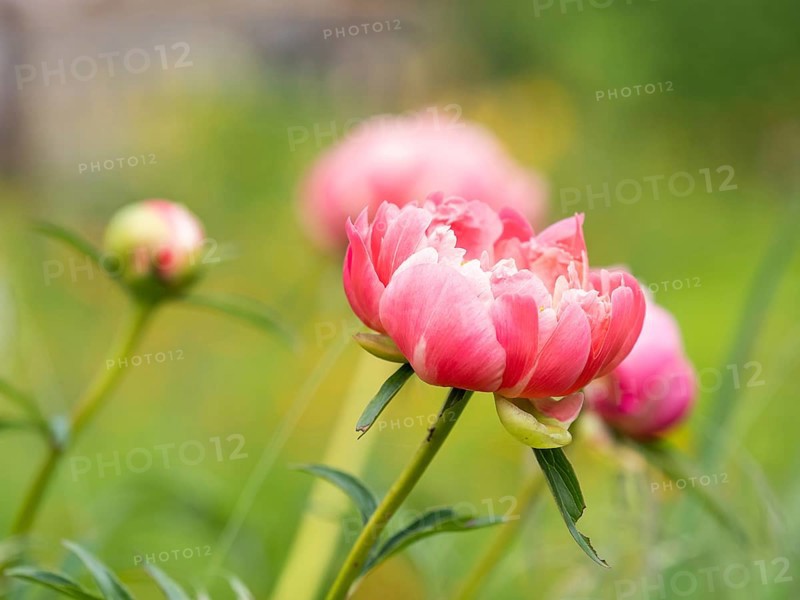 Bush peony