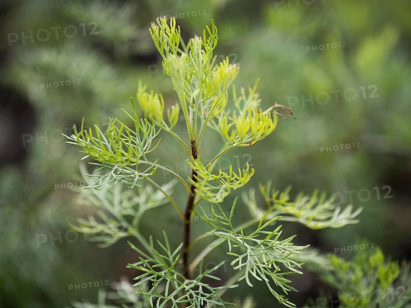Mountain rue