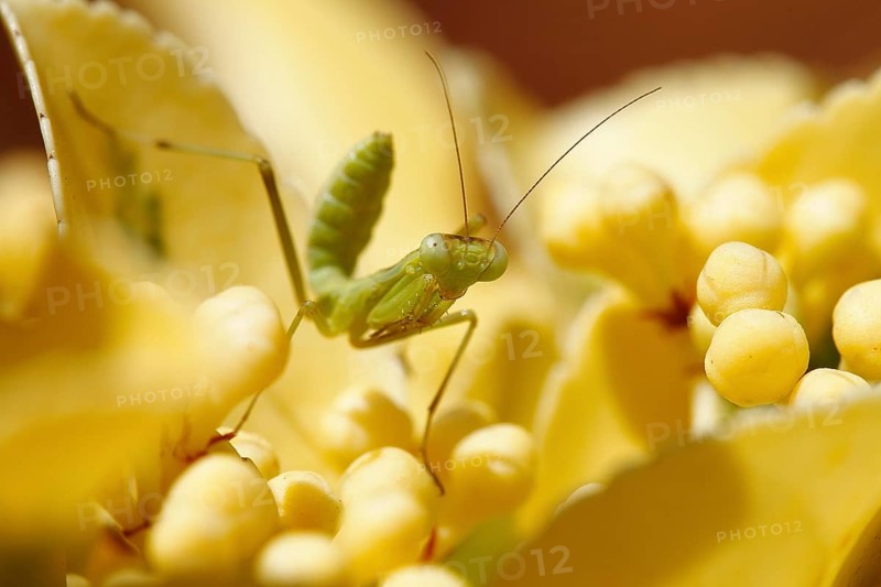 African bush mantis