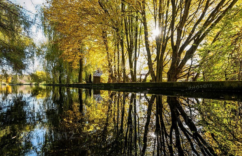 Reflection of trees in the water