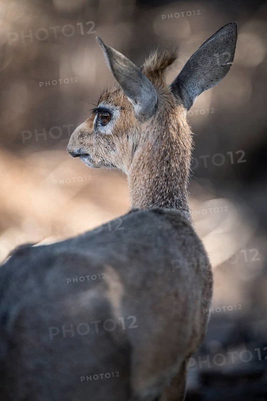 Kirk dikdik or kirk's dik-dik