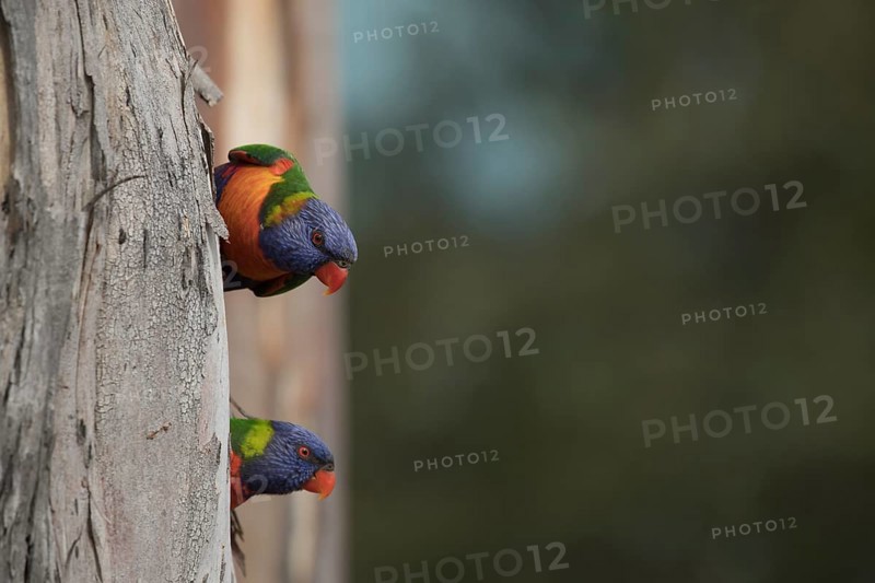Rainbow lorikeet
