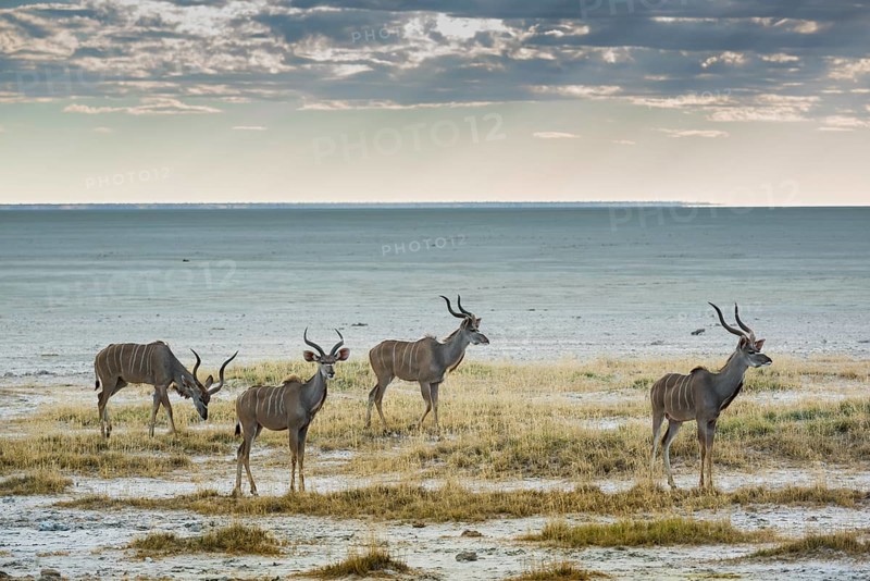 Greater kudu