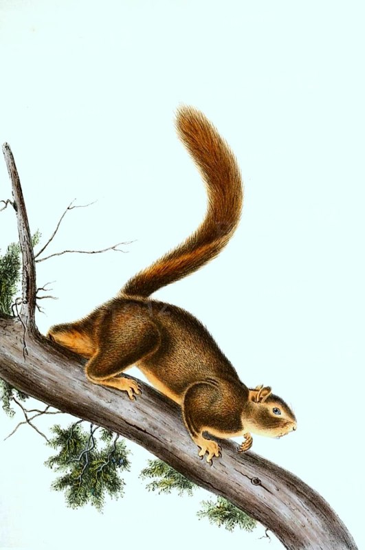 Red-tailed squirrel