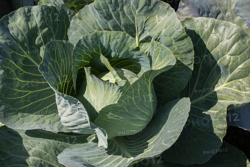White cabbage