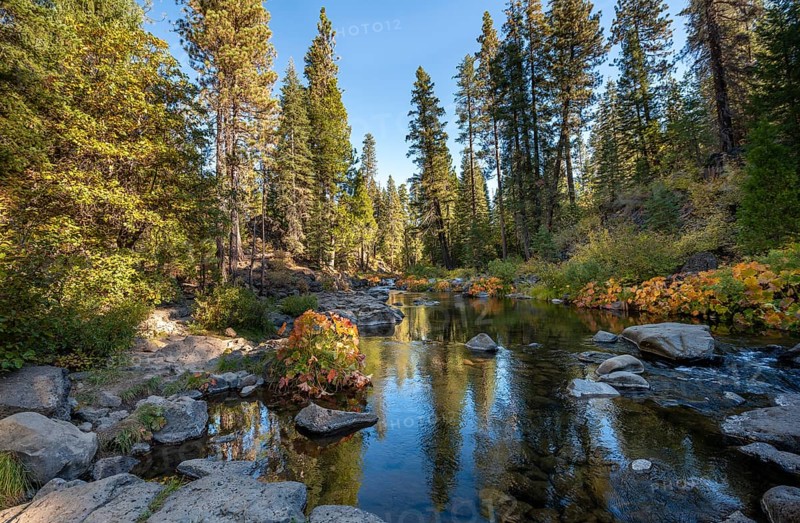 Autumn forest with river