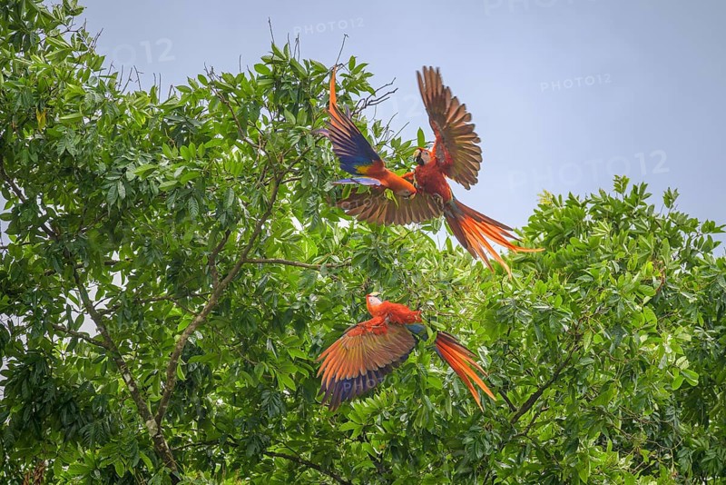 Scarlet macaws