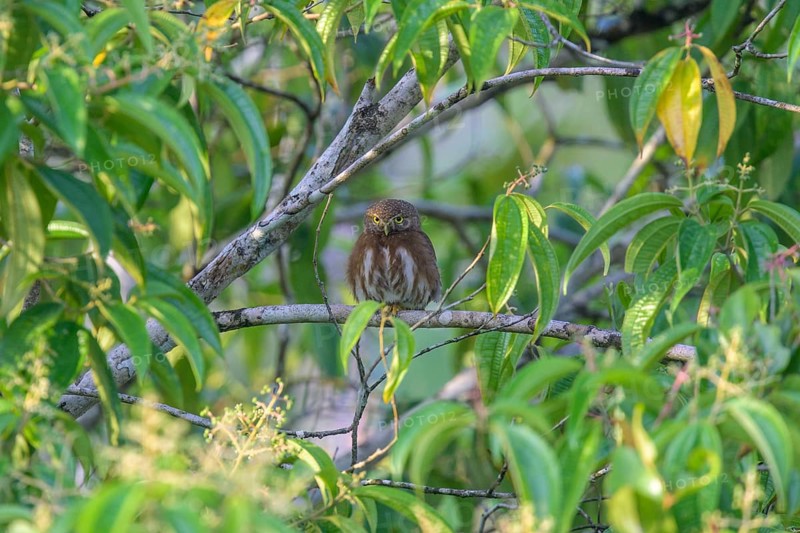 Ferruginous pygmy owl