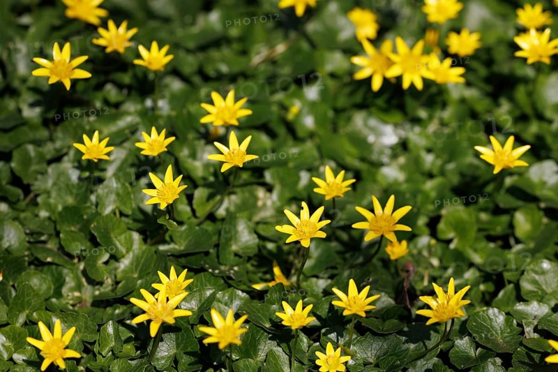 Lesser celandine