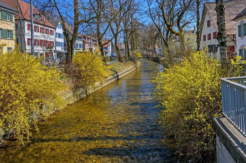Der Eschbach mit Forsythien