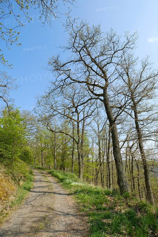 Forest trail