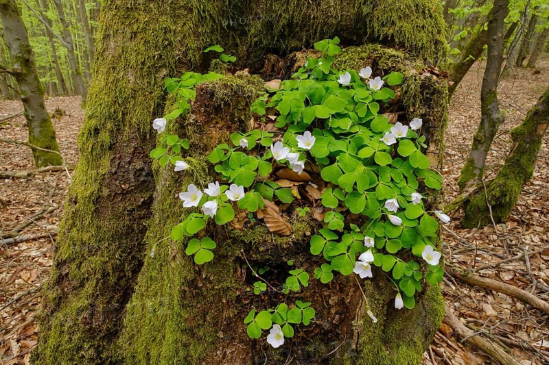 Wood sorrel