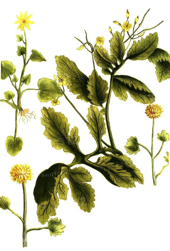 Celandine