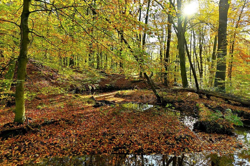 Rotbach in autumnal Hiesfeld Forest with sun