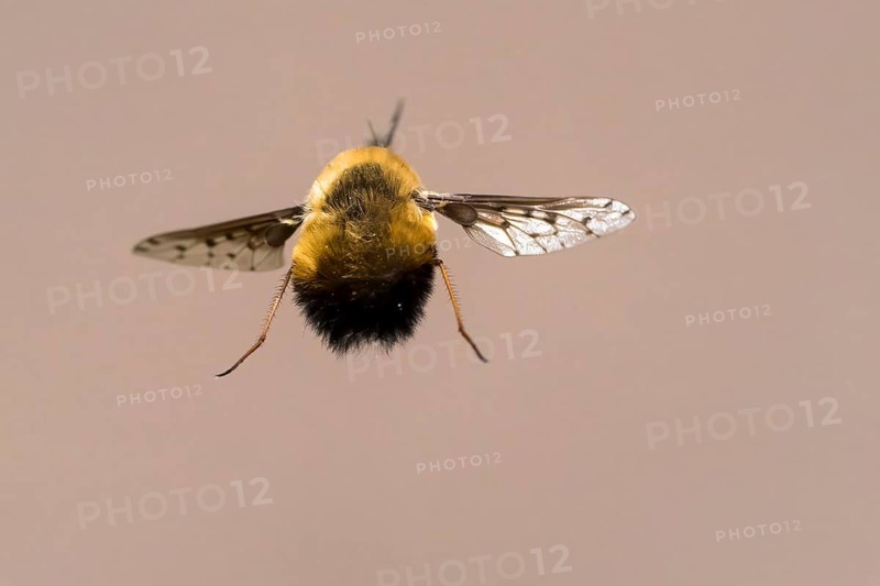 Gefleckter Wollschweber