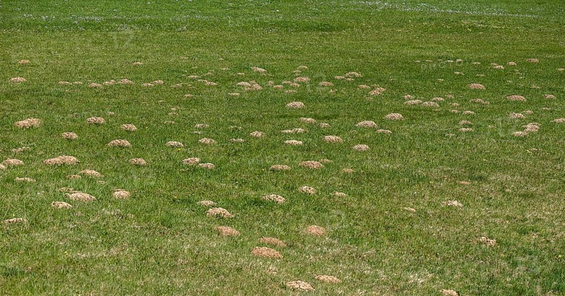 Maulwurfshuegel auf einer Wiese